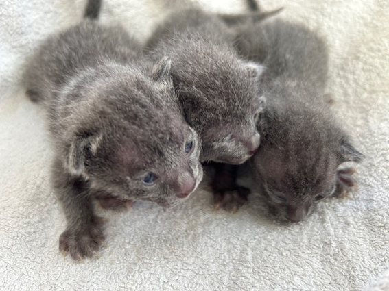 Blossom's kittens at 1 week